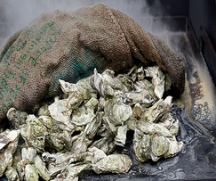 Oyster Roast