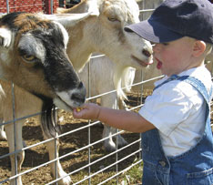 Petting Zoo